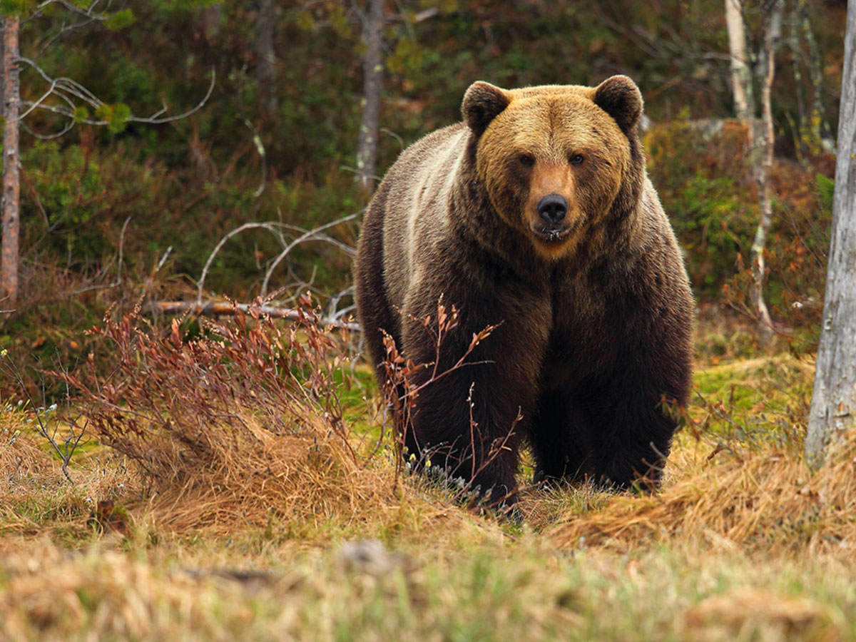 Parque de Fauna El Hosquillo, Las Majadas en Cuenca
